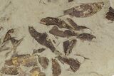 Fossil Fish (Gosiutichthys) Mortality Plate - Wyoming #357157-2